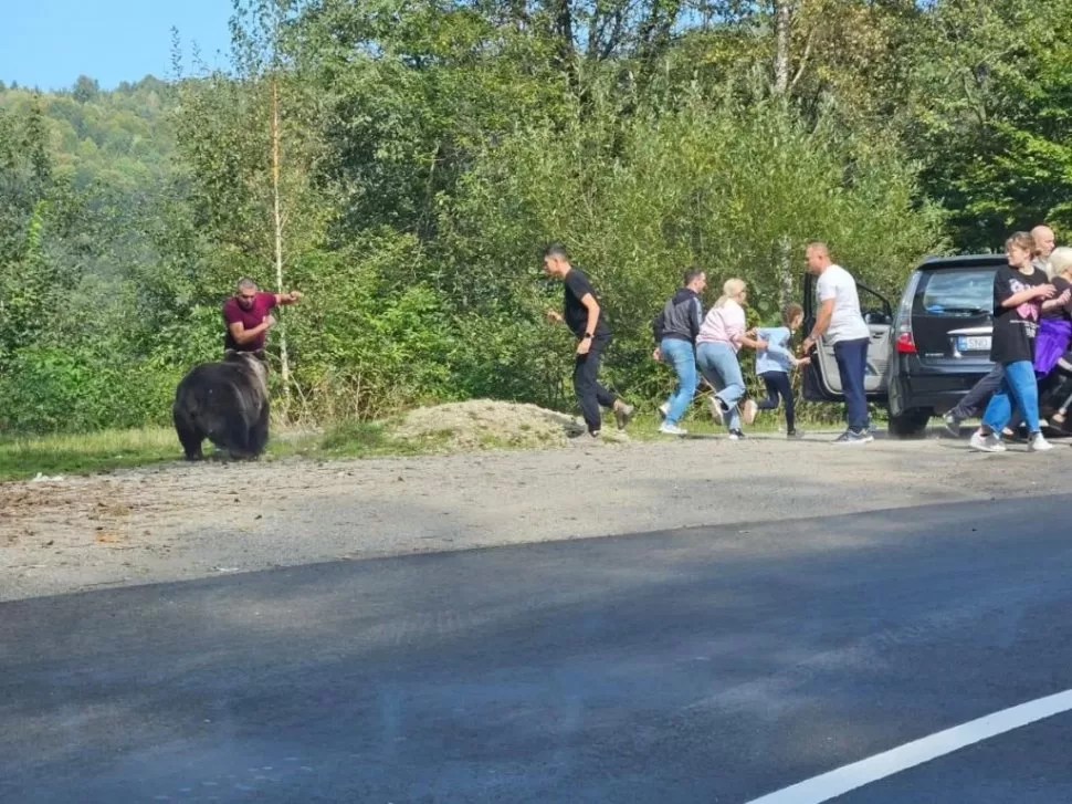 Turiști români, la un pas de a fi sfâșiați de un urs pe Transfăgărășan