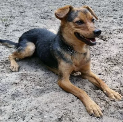 Crimă în toiul nopții în Suceava: Bărbat de 57 de ani a împușcat mortal câinele vecinului cu arma de vânătoare