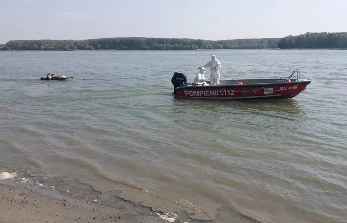 Tragedie pe Dunăre la Gostinu: Doi tineri s-au înecat, un martor curajos a salvat alți trei