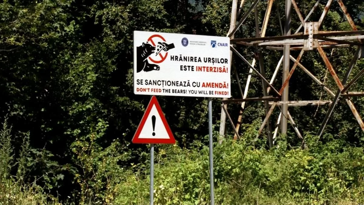 Amenzi Mari pentru Interacțiunea cu Urșii: Proiect de Lege în Dezbatere