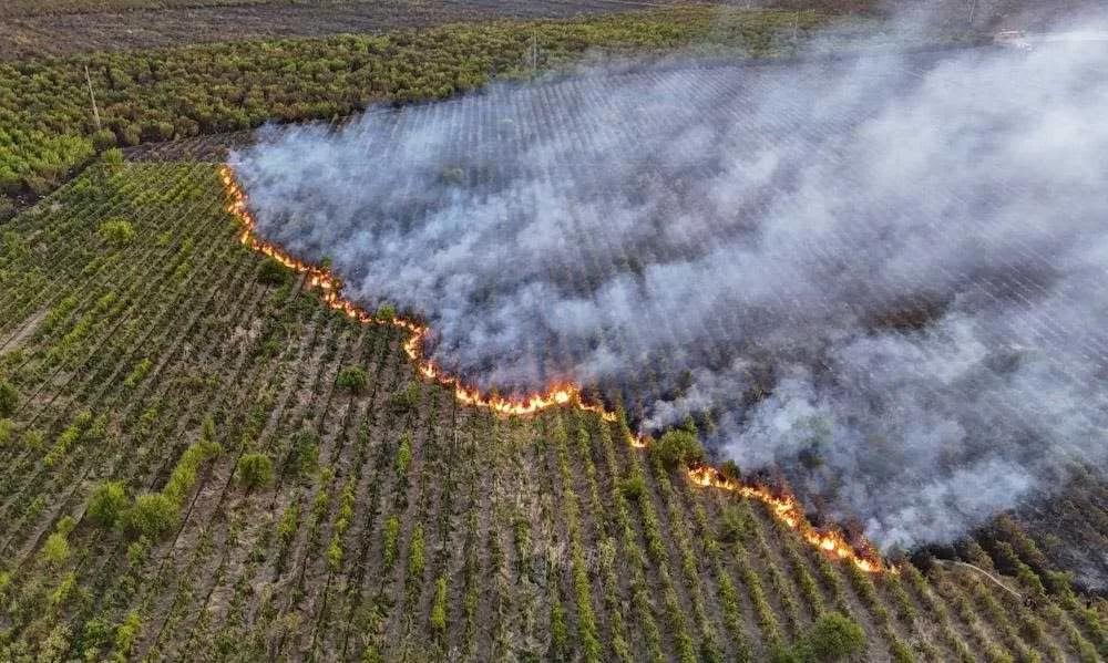 Peste 80 de hectare de livadă ARSE complet!