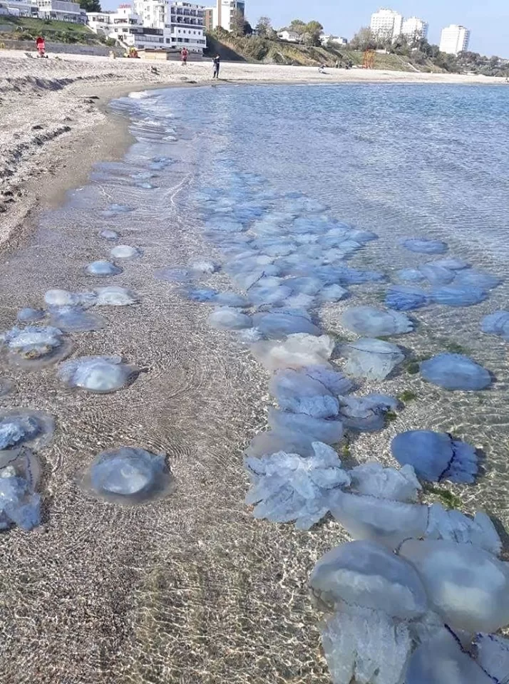 ALERTĂ pe litoral! Invazie de MEDUZE în Constanța și Agigea – pescarii prind mai multe meduze decât pește