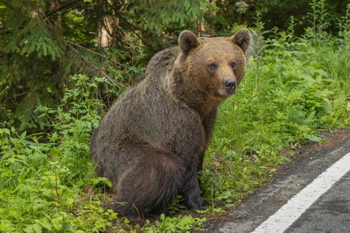 🐾 Panică la Ochiuri: un urs a apărut în localitate, oamenii avertizați prin Ro-Alert