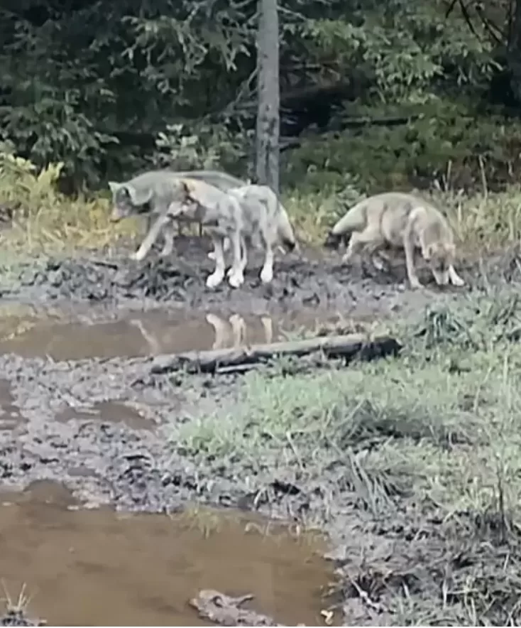 🐺 Imagini spectaculoase cu o haită de lupi din pădurile României! 🌲❄️ Natura în toată splendoarea ei 💚