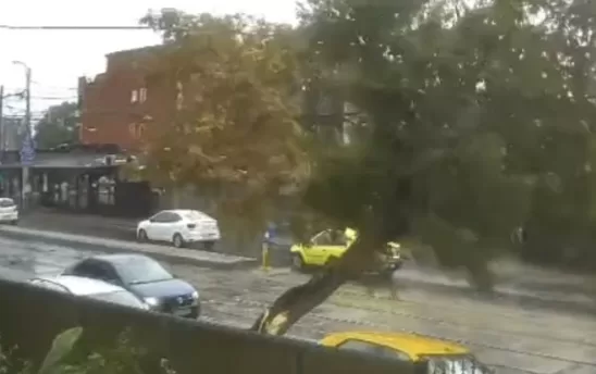 Impact terifiant cu un copac în plină viteză pe strada.