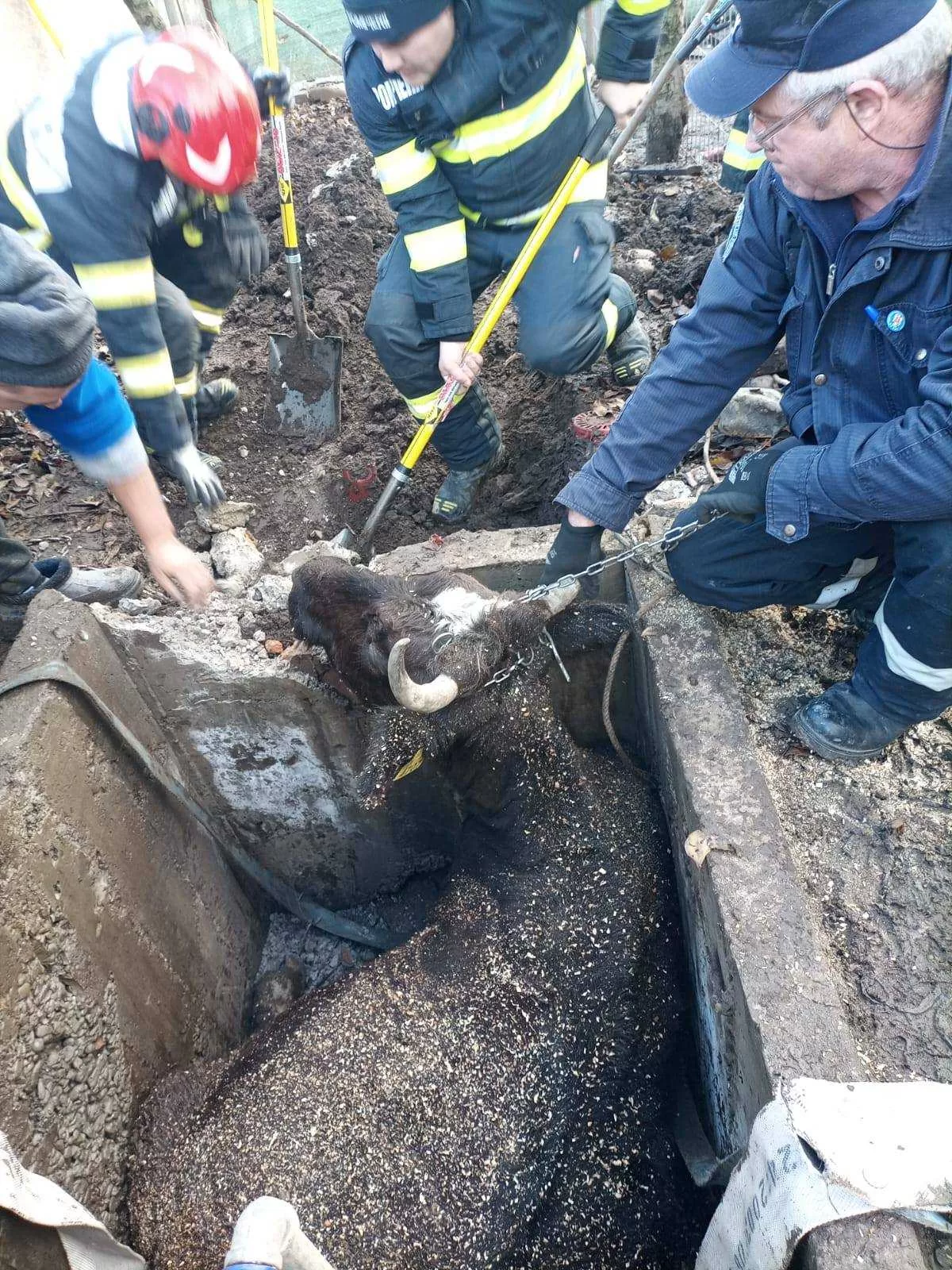🐄 DRAMATIC! O vacă a căzut într-o groapă de 2 metri! Ce au făcut pompierii…