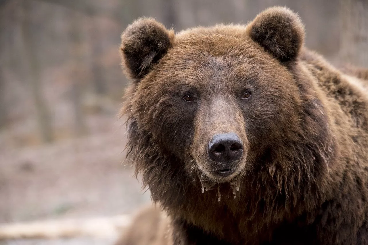 🐻 PANICAT! Un URS URIAȘ a apărut în mijlocul localnicilor!