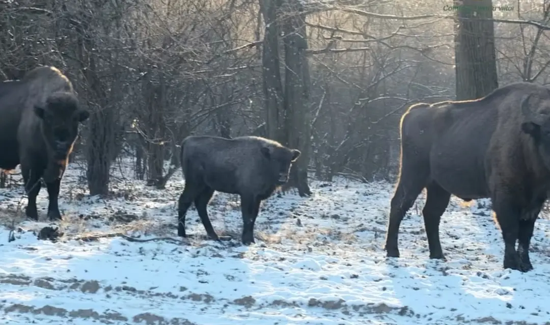 Minunatul Pui de Zimbru din Rezervația „Neagra” – o poveste de salvare a unei specii emblematice!