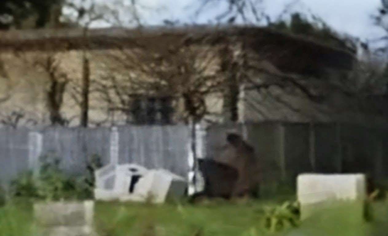 Alertă maximă în Dâmbovița! Doi urși au intrat în satul Burduca. Localnicii, baricadați!