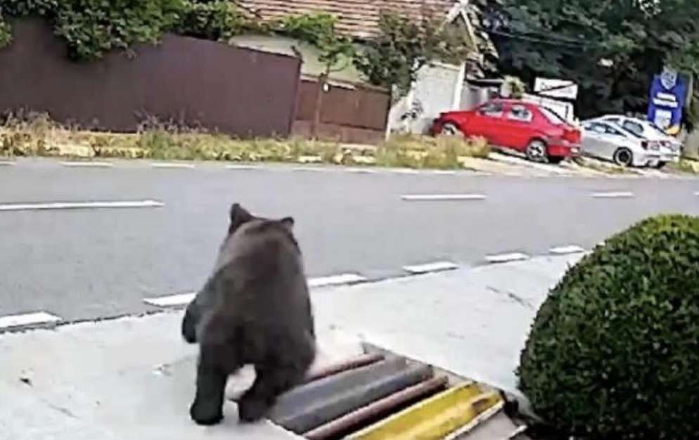 Urs observat pe străzi! Autoritățile au emis RO-ALERT de urgență! 🐻