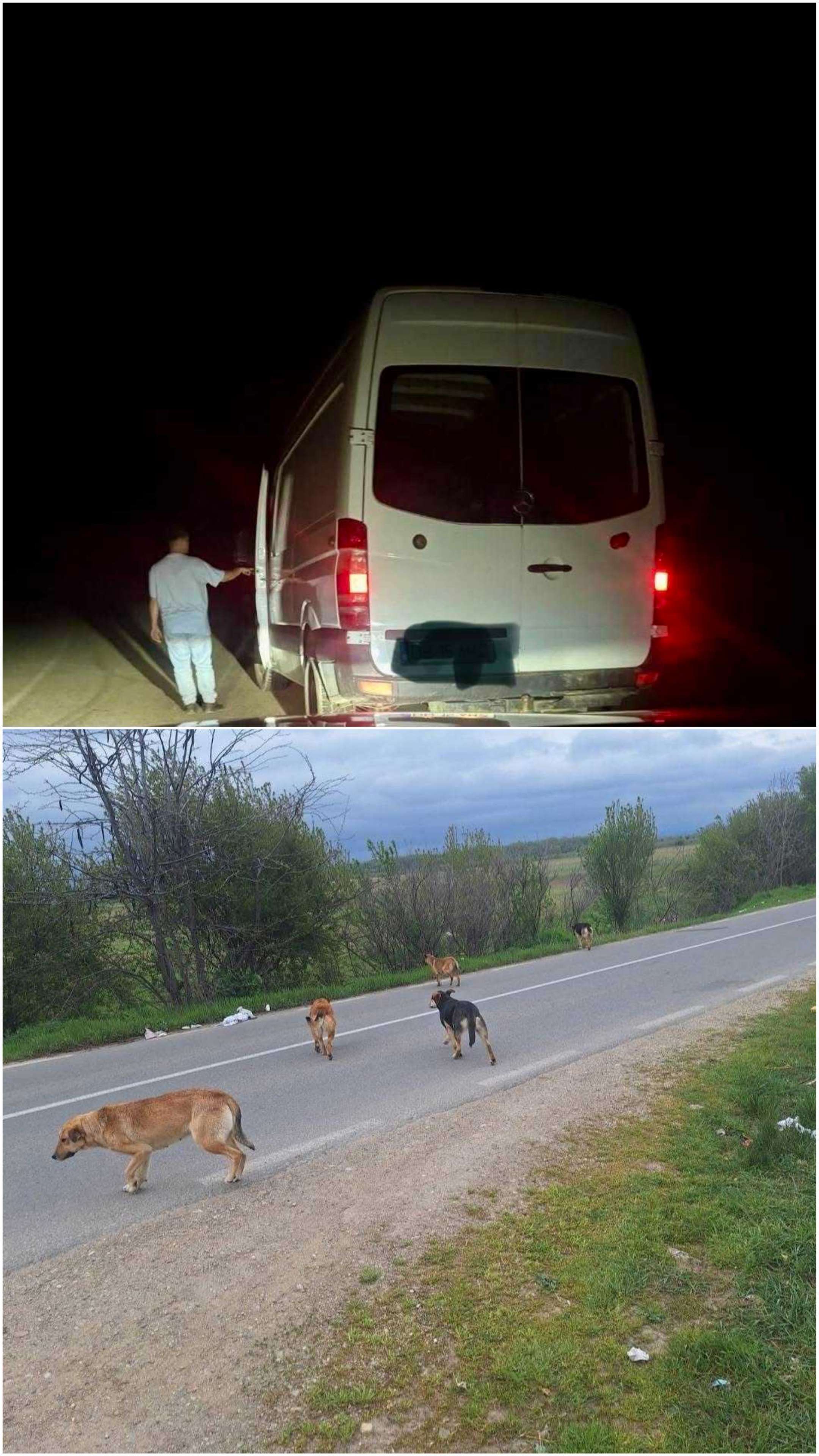 Prins în flagrant! O dubă plină de câini a încercat să „scape” de animale la Văcărești