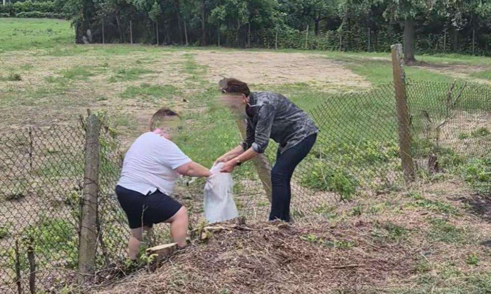 Amendă de 3.000 de lei pentru o femeie din Pitești care a abandonat șase pui de pisică