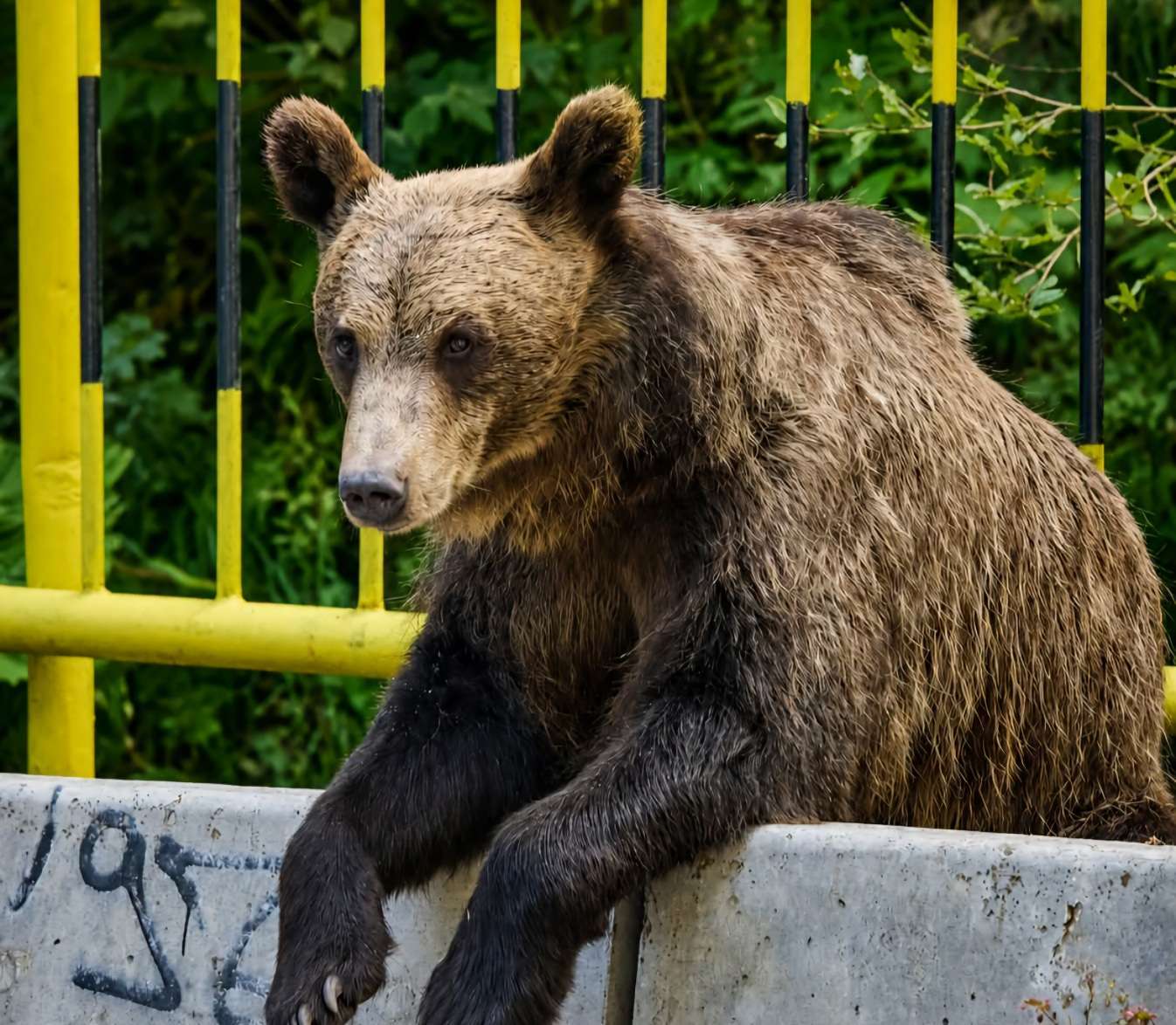 Teroare în Buzău! Un urs a devastat 8 case și a intrat peste o bătrână: „A căutat în frigider”