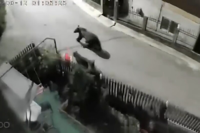 Alertă în Dâmbovița: Ursoaica cu doi pui a atacat din nou la Pietroșița!